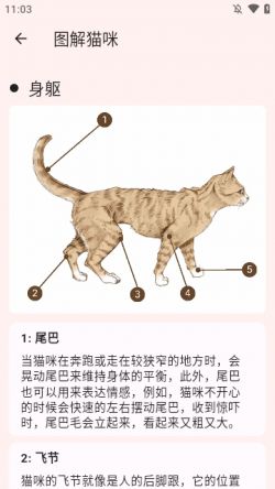 猫品种大全app下载安装最新版